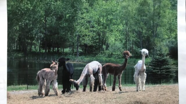 5Alpacas-bottom-scaled-1.jpg