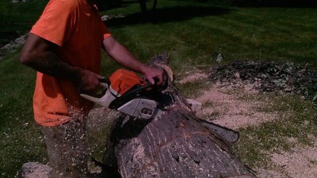 Oakland County tree care by Miller Tree Company