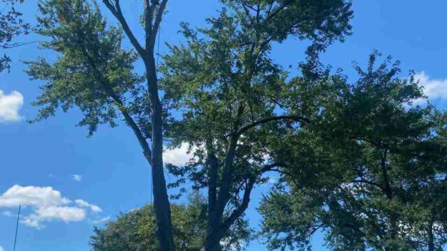 Miller Tree Company tree service in Wolverine Lake