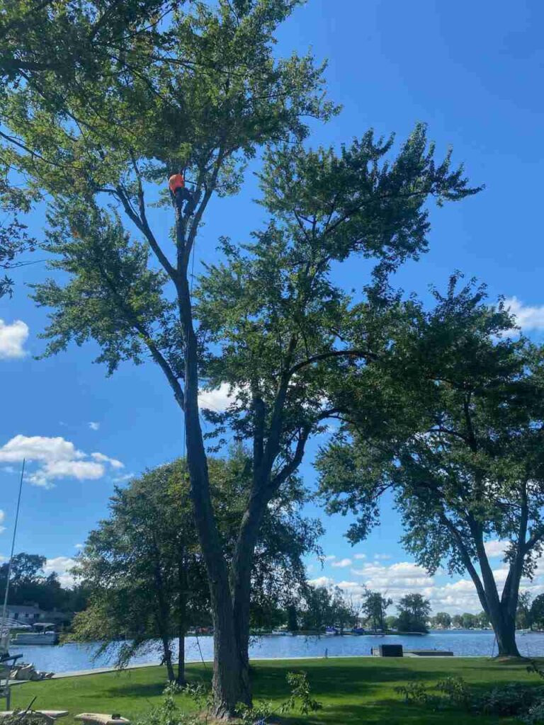 Miller Tree Company tree service work in Wolverine Lake.
