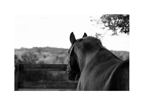 Eleventh Hour Farm & Equestrian Center — Holly Township