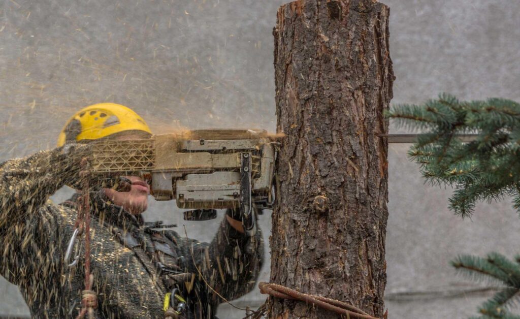 Miller Tree Company crew working on a Southeast Michigan property.