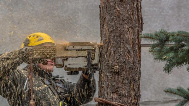 Miller Tree Company crew on a Southeast Michigan property