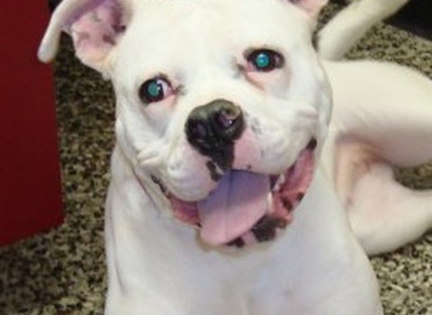 Lakeville Animal Clinic — Addison Township