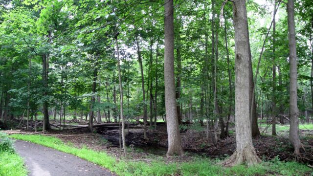 Lloyd A. Stage Nature Center forest trail