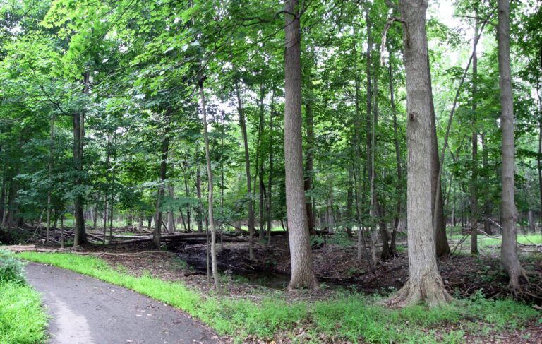 Lloyd A. Stage Nature Center forest trail