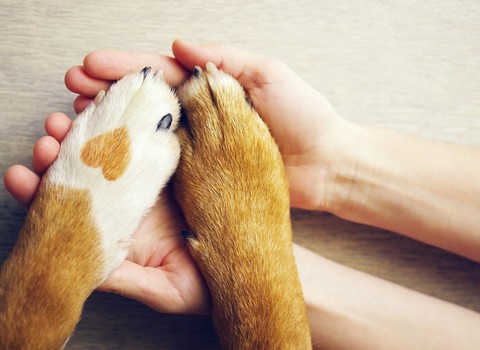 Roadside Veterinary Clinic — Highland Township