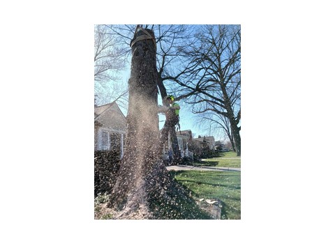 Tree Service of Troy — Troy